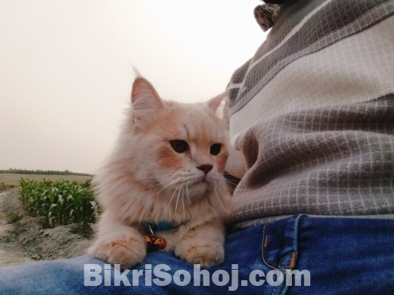 পার্সিয়ান ছেলে বিড়াল